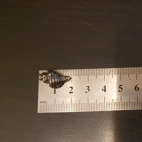 Sterling Silver Welk Shell Pendant, Necklace - Custom Order